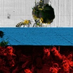 Глас народа